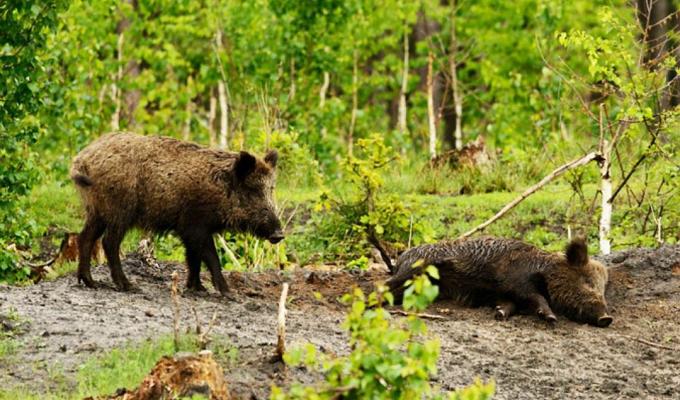Заходи  з ліквідації  африканської чуми свиней в дикій фауні