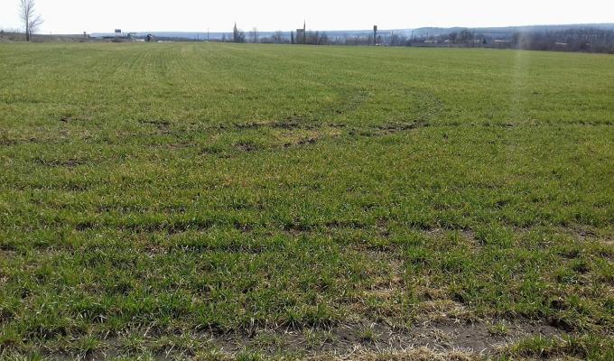 В Білокуракинському районі стартували весняно-польові роботи