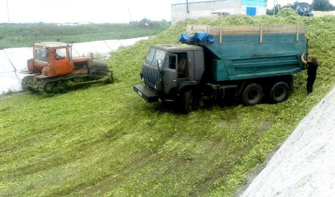 На Білокуракинщині завершено зібрання та закладання силосу  для великої рогатої худоби