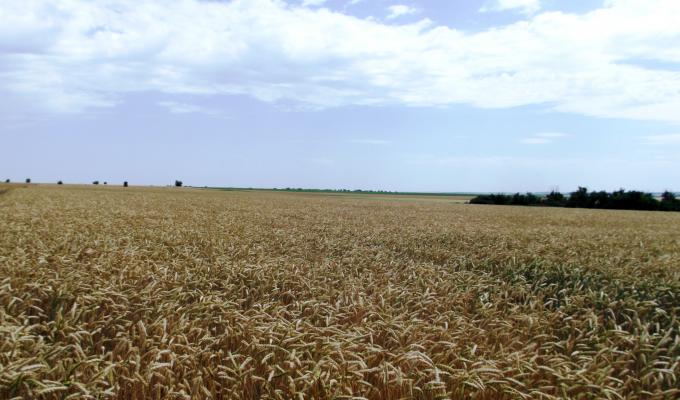 Збережемо хліб від вогню