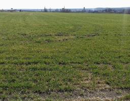 В Білокуракинському районі стартували весняно-польові роботи