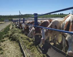 Розвиток галузі тваринництва