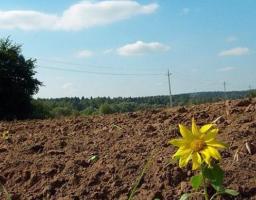 Додаткова фінансова підтримка сімейним фермерським господарствам