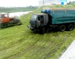 На Білокуракинщині завершено зібрання та закладання силосу  для великої рогатої худоби
