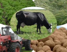 Про стан розвитку сільського господарства  в Білокуракинському районі 