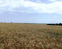 Збережемо хліб від вогню